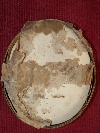 Leone XII Sermattei della Genga (Fabriano 1760- Roma 1829), impronta in scagliola, Roma, 1825 ca. - Foto 07